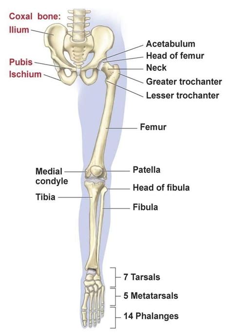 1: The anatomical position, with the three reference planes and six ...