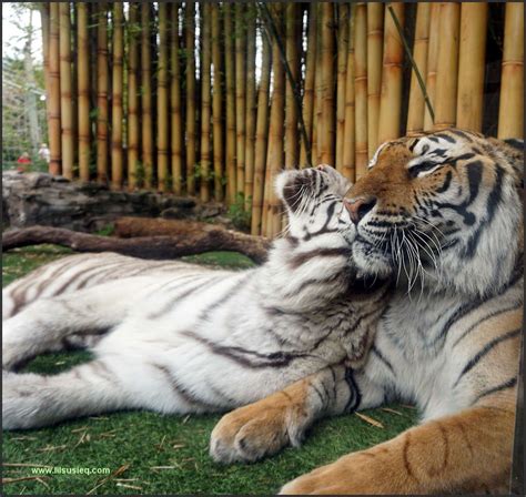 Tigers at Busch Gardens, Tampa, Florida. #lilsusieq #myfloridalife # ...