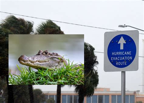 How Parks Prepped Alligators for Hurricane Ian: 'Not Their First Rodeo ...