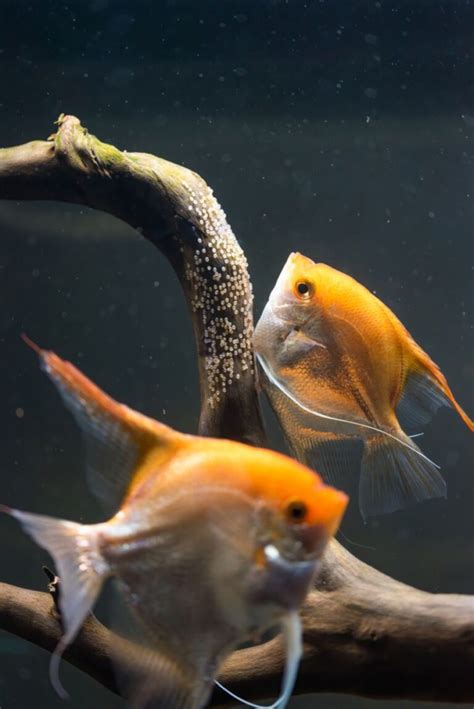 Angelfish Breeding Guide (Everything You Need to Know) - Avid Aquarist