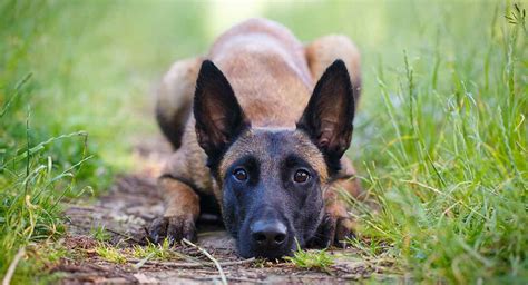 Belgian Malinois Temperament Traits, Personality and Behavior