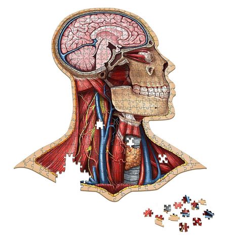 Human Anatomy Jigsaw Puzzles Let You Build Your Insides