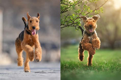 Airedale Terrier Vs Welsh Terrier: What's The Difference? • helloBARK!