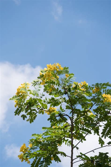 Cassod Tree; Cassia Siamea with Flower Stock Image - Image of flora ...