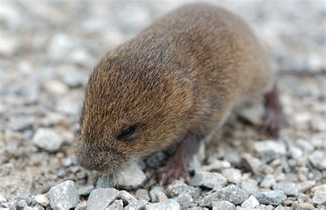 Woodland Vole | Flickr - Photo Sharing!