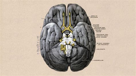 Brain Anatomy Wallpapers - Top Free Brain Anatomy Backgrounds - WallpaperAccess