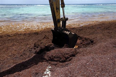 Health Dangers of Florida Seaweed Blob - Newsweek