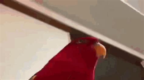 Red Bird Red GIF - Red Bird Red Bird - Discover & Share GIFs