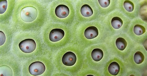 What is Trypophobia and what causes fear of bubbles and tiny holes? | WIRED UK