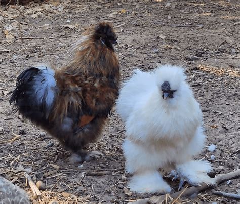 Silkie Chicken Color Chart