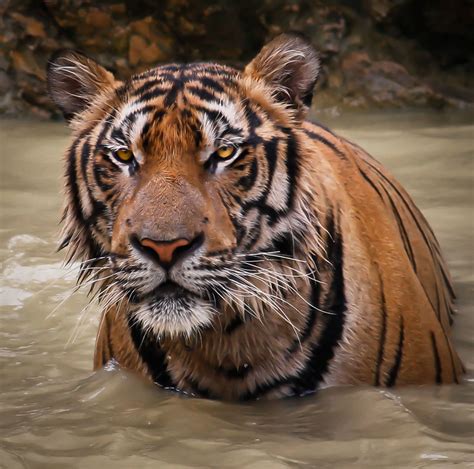Tiger | Tiger | @Doug88888 | Flickr
