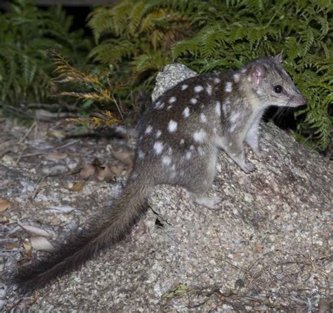 Northern Quolls: Surviving or Thriving? - Gulf Savannah NRM