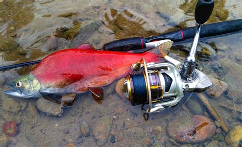 Kokanee salmon, Tobacco river Montana. : Fishing