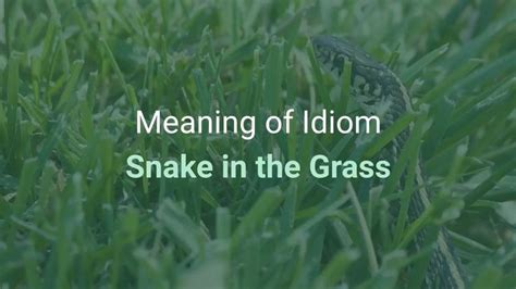 Meaning of the English origin 'snake in the grass' with example of use. Need to know more about ...