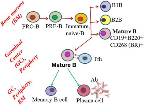 | Schematic showing B cell subset differentiation. Pro-B cells progress ...