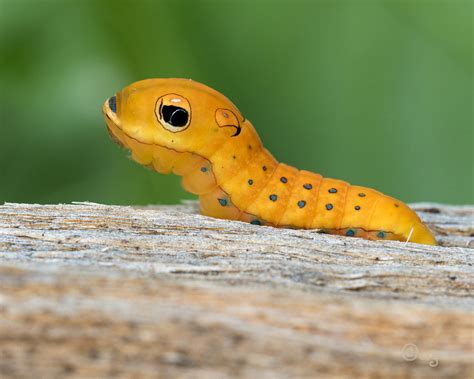 spicebush swallowtail caterpillar - Recherche Google | Caterpillar, Cute, Swallowtail