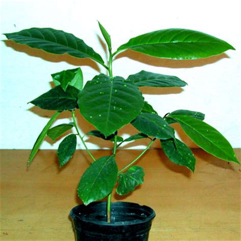 Terminalia catappa leaves XL - 50 leaves