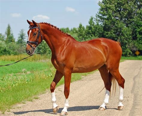 Canadian Sport Horse Breed Information, History, Videos, Pictures