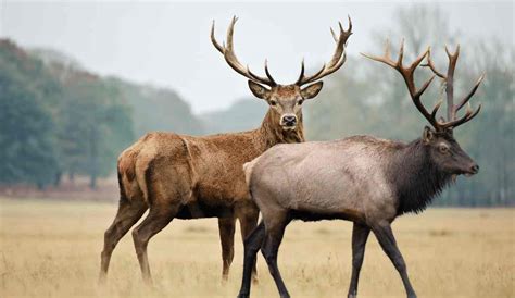 Thrilling 2024-2025 NM Elk, Deer And Pronghorn Season!