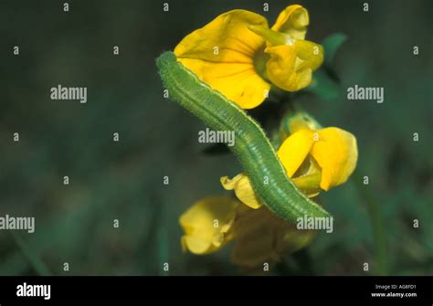 Wood White Butterfly larvae or caterpillar Leptidea sinapis Stock Photo - Alamy