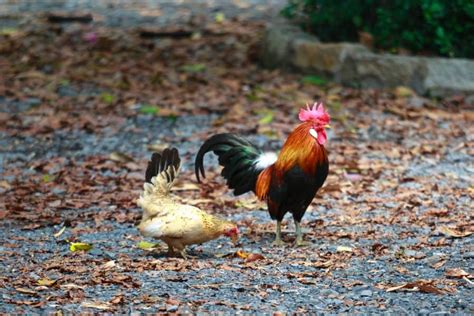 Top 15 Small Chicken Breeds: With Comparison Table