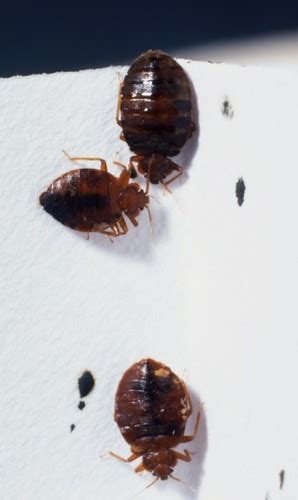 Killing Bed Bugs With Heat | Heat treatment is a proven non-… | Flickr