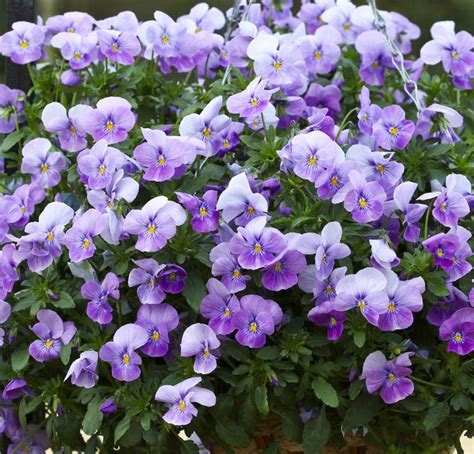 Bulk Pansy Seeds Pansy Cascade Beauty | Pansies, Flower names, Flower seeds