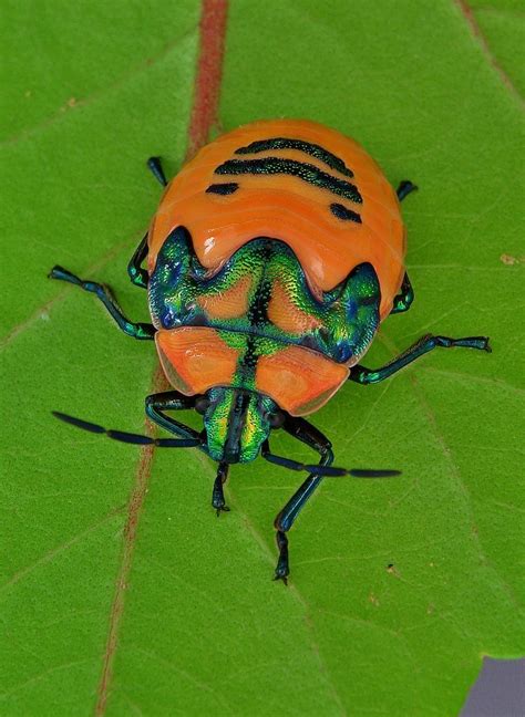 Shield-backed Bug Nymphs (Poecilocoris rufigenis, Scutelleridae) | Shield bugs, Bugs and insects ...