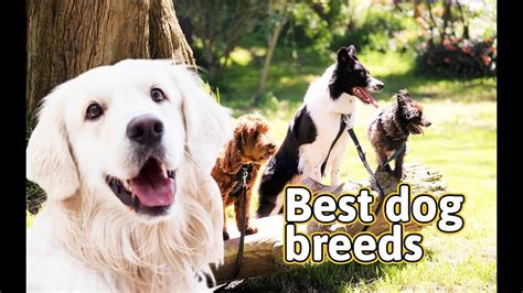 Best dog breeds of 2023 - YouTube