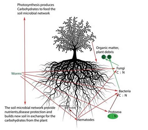 Tree Root System Diagram