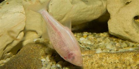 This Eyeless Fish Could Help Find a Cure For a Human Disease