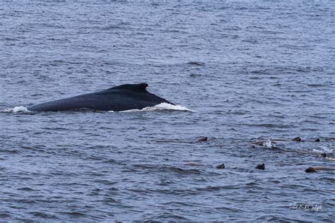 Monterey Bay Whale Watching — Paul R Mudgett Photography