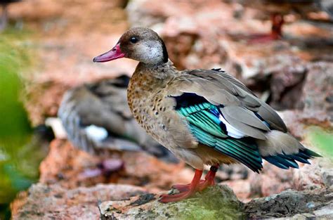 Brazilian Teal Duck – Profile | Traits | Facts | Habitat | Breeding - Bird Baron