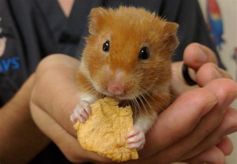 Hamster Husbandry and Preventative Healthcare - Stahl Exotic Animal ...