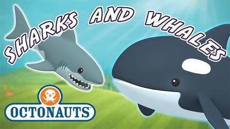 Octonauts The Whale Shark