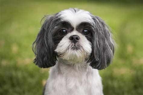 Shih Tzu Dog Personality Traits & Facts | Great Pet Care