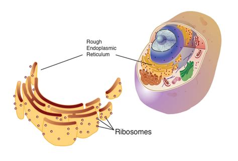 CC | Cell component spotlight - The ribosome!