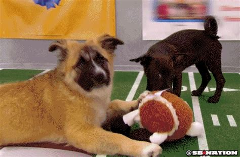 Puppy-stealing-remote GIFs - Get the best GIF on GIPHY