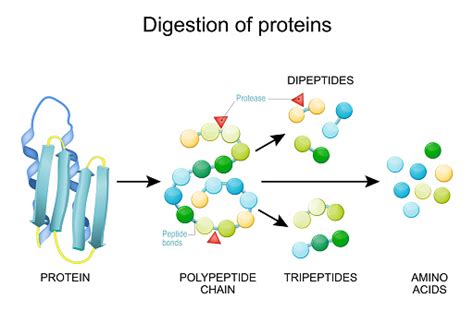 Protein Digestion Enzymes Stock Illustration - Download Image Now - Protein, Peptide, Amino Acid ...