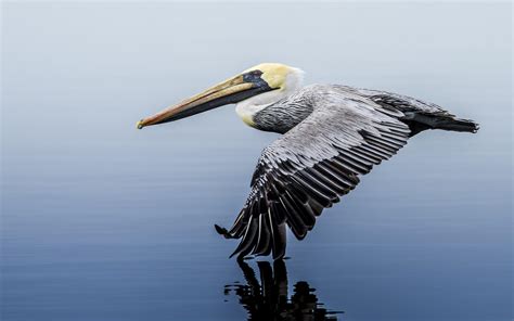 Brown Pelican | Audubon Field Guide