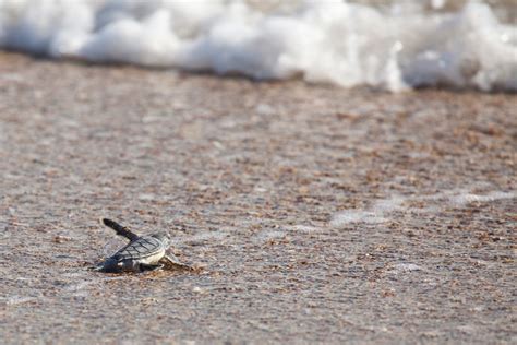 Sea Turtles Find Sanctuary for Nesting at Disney’s Vero Beach Resort « Disney Parks Blog