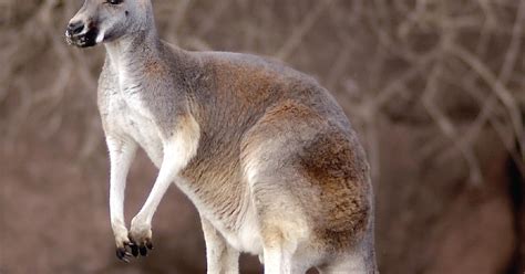 Red Kangaroo | Saint Louis Zoo