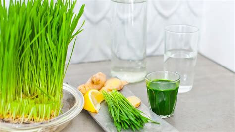 why you should drink barley grass juice - YouTube