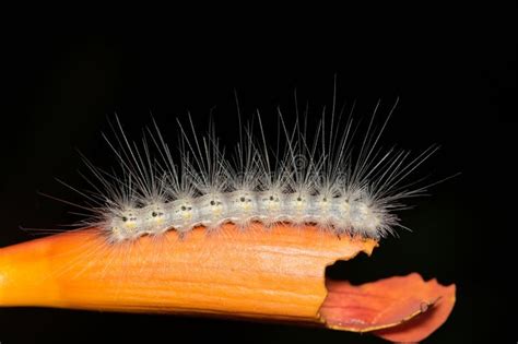 Fall Webworm Hyphantria Cunea Caterpillar Insect on Trumpet Vine Flower. Stock Image - Image of ...