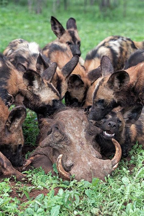 African Hunting Dogs Eating A Warthog Photograph by Tony Camacho/science Photo Library - Pixels