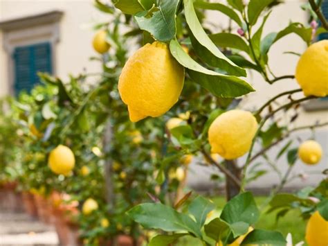 5 Best Fruit Trees to Grow in Your Garden - Article onThursd