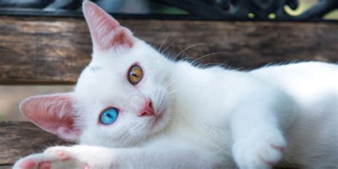 Heterochromia In Cats (Cats With Different Colored Eyes) - Cats.com