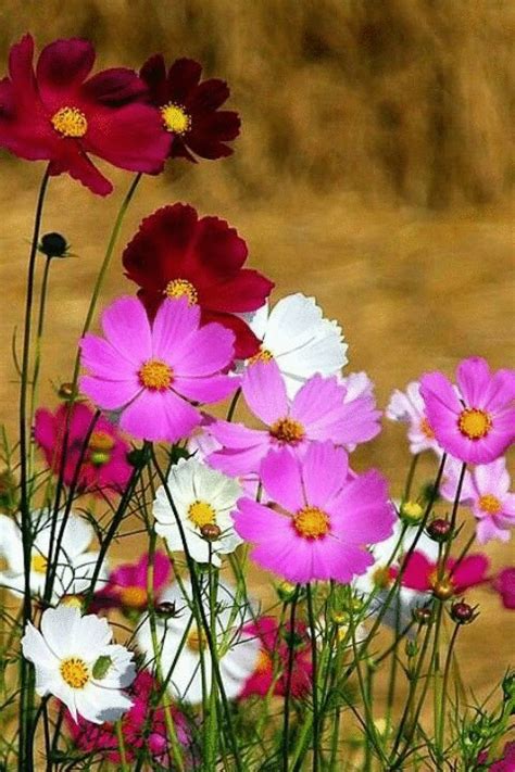 Edited at http://lunapic.com | Cosmos flowers, Beautiful flowers ...