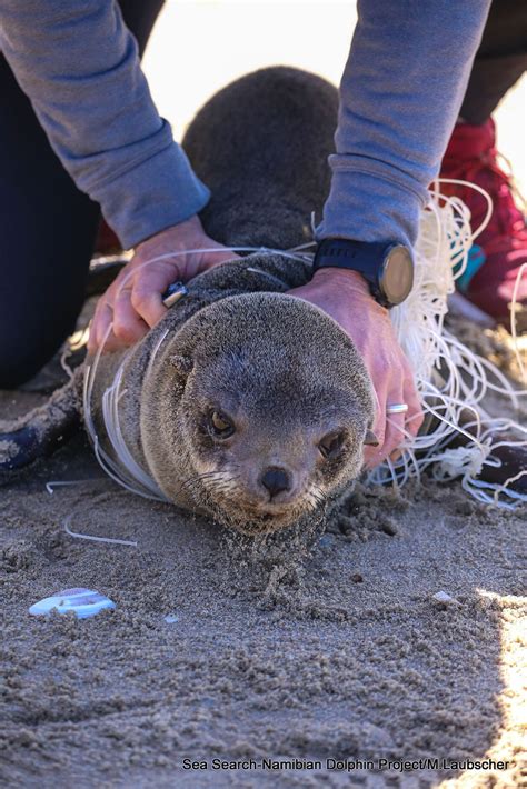 Study Finds Seals Are Suffering Horrific Deaths As They Are Slowly ...