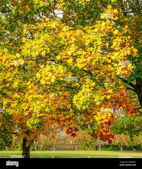 Autumn weather and color changes in a public park Fairview Oregon state ...